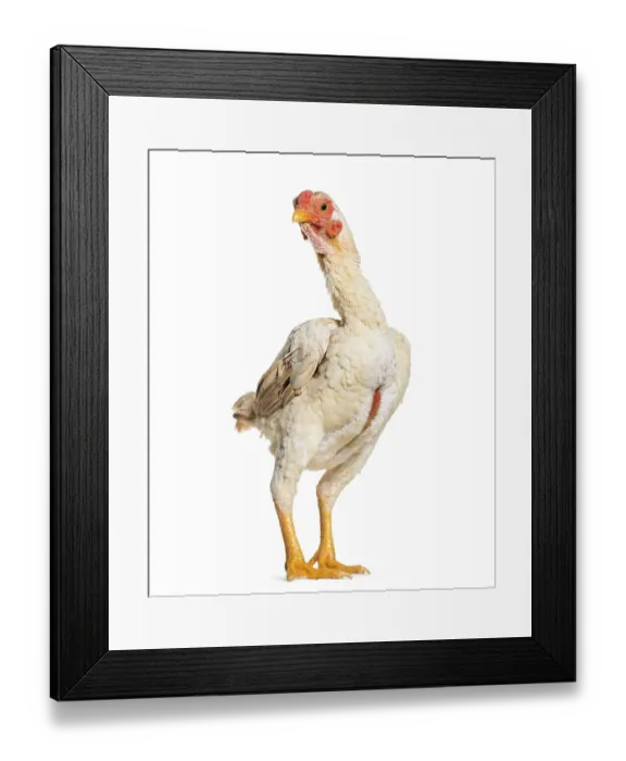 Framed Print : Shamo Shamo also known as gamecocks