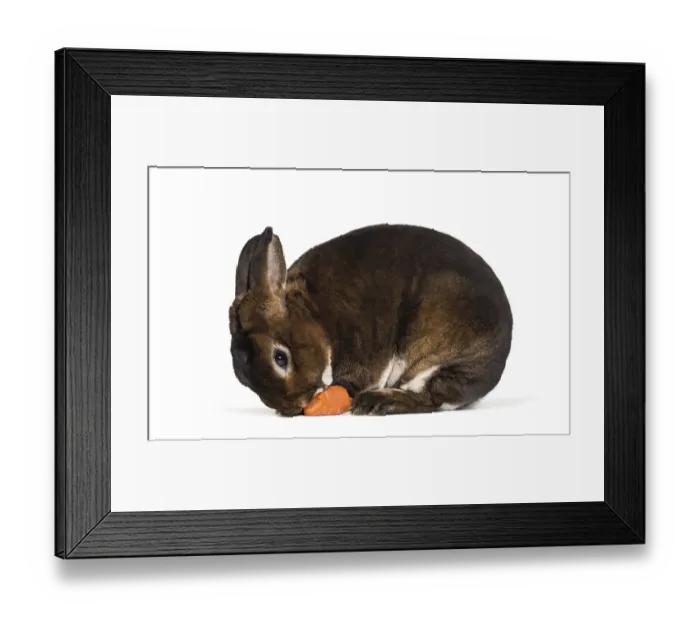 Framed Print : Rex Nain Castor, against white background