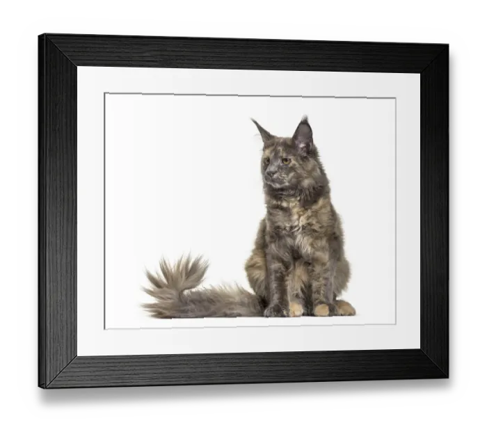 Framed Print : Maine Coon cat, 6 months old, sitting against white background