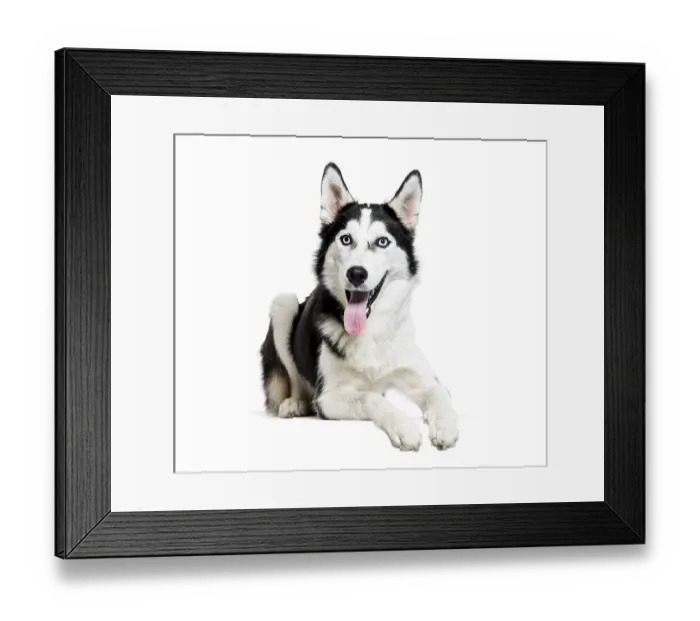 Framed Print : Siberian Husky, 6 months old, lying in front of white background Framed Print : Siberian Husky, 6 months old, lying in front of white background