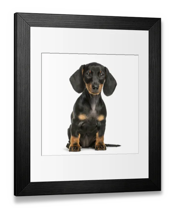 Framed Print : Dachshund, 2 months old, sitting in front of white background