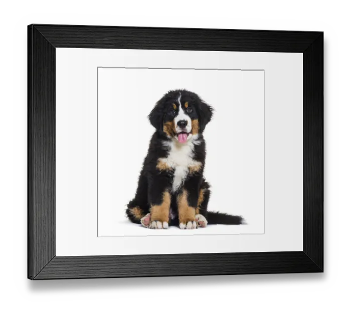 Framed Print : Bernese Mountain Dog, 3 months old