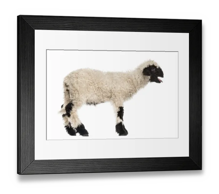 Framed Print : Lamb standing and baaing in front of white background Framed Print : Lamb standing and baaing in front of white background