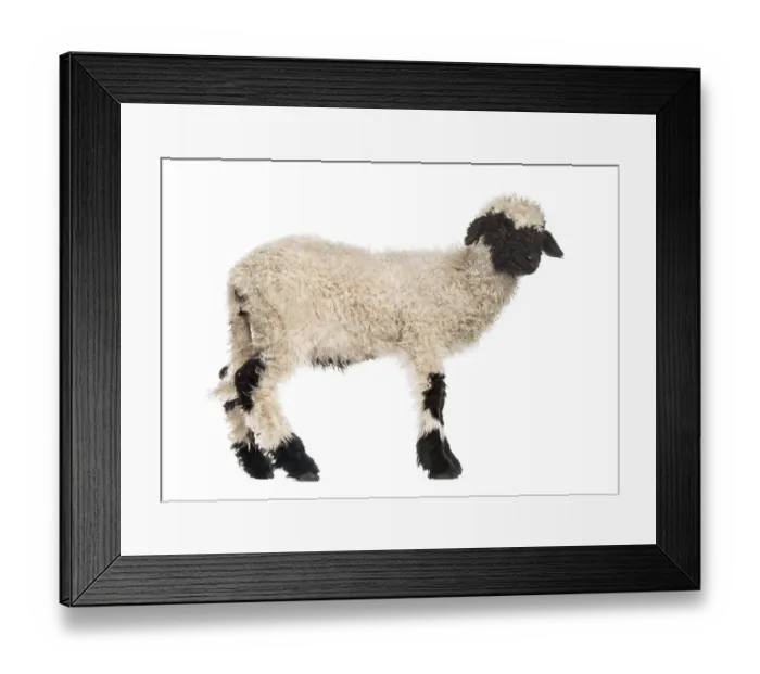 Framed Print : Lamb standing in front of white background