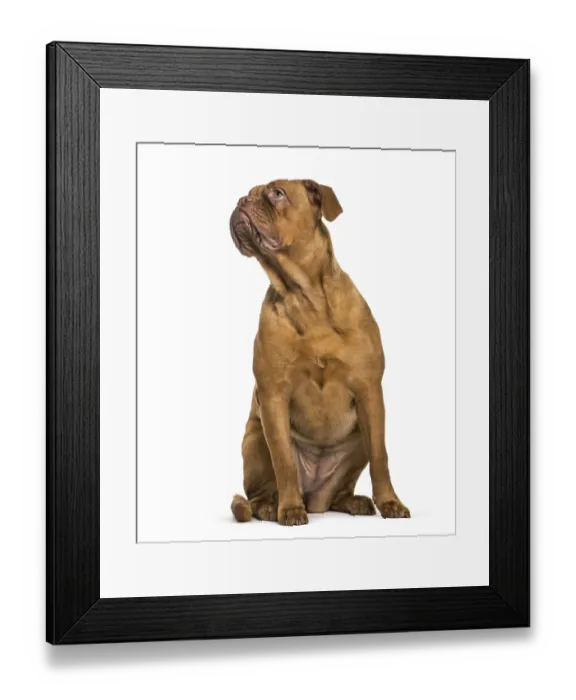 Framed Print : Dogue de Bordeaux sitting in front of white background