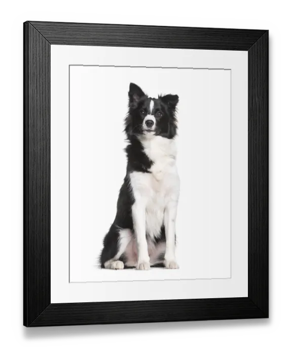 Framed Print : Border Collie, 7 months old, sitting in front of white background Framed Print : Border Collie, 7 months old, sitting in front of white background