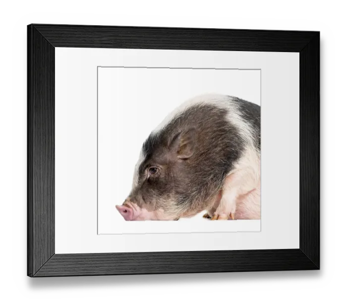 Framed Print : Domestic Pig, 6 months old, lying in front of white background