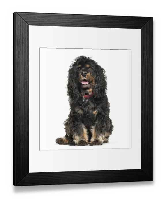Framed Print : Cavalier King Charles Spaniel sitting in front of white background Framed Print : Cavalier King Charles Spaniel sitting in front of white background