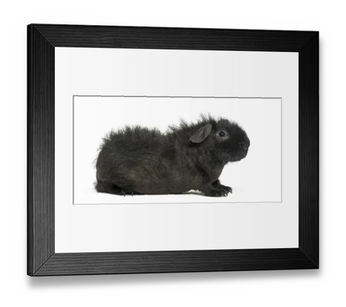 Framed Print : Guinea pig in front of white background