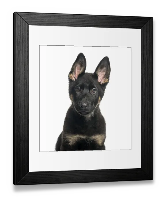 Framed Print : Mixed breed dog, 4 months old, in front of white background Framed Print : Mixed breed dog, 4 months old, in front of white background