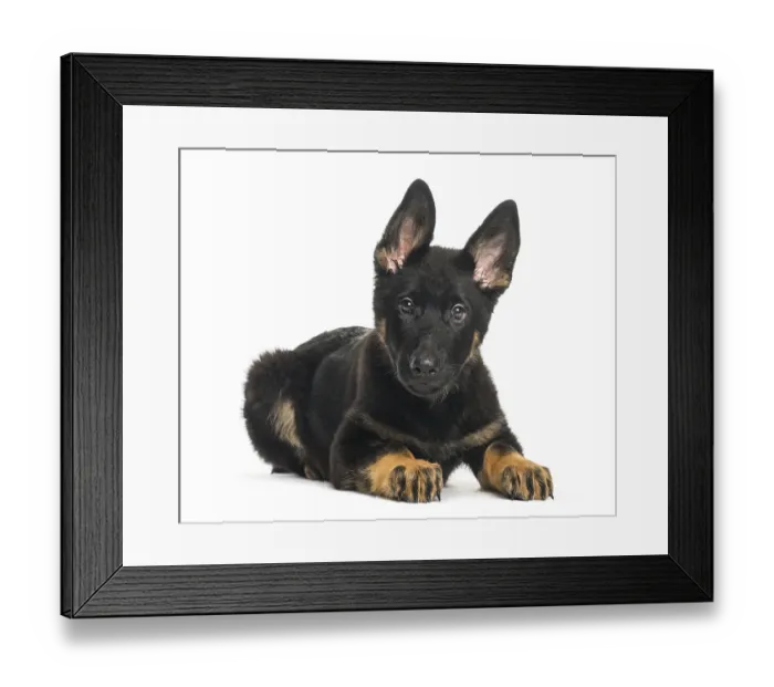 Framed Print : Mixed breed dog, 4 months old, lying in front of white background