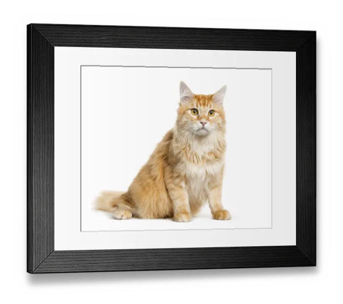 Framed Print : Mixed-breed cat sitting in front of white background Framed Print : Mixed-breed cat sitting in front of white background