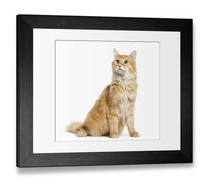 Framed Print : Maine Coon, 8 months old, sitting in front of white background Framed Print : Maine Coon, 8 months old, sitting in front of white background