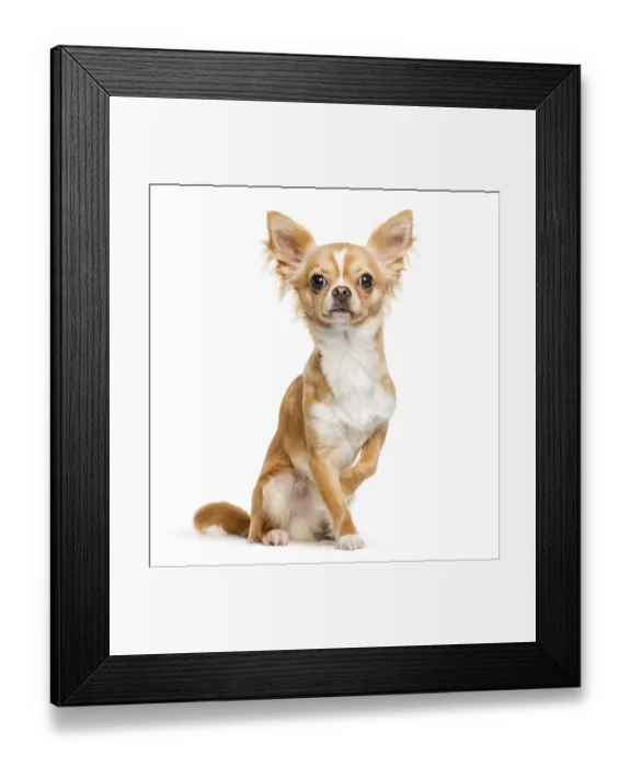 Framed Print : Chihuahua, 9 months old, sitting in front of white background Framed Print : Chihuahua, 9 months old, sitting in front of white background