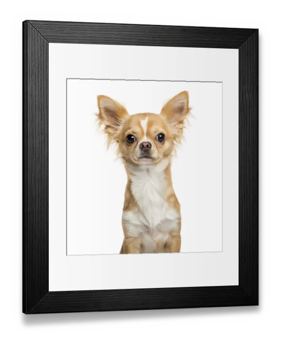 Framed Print : Chihuahua, 9 months old, in front of white background