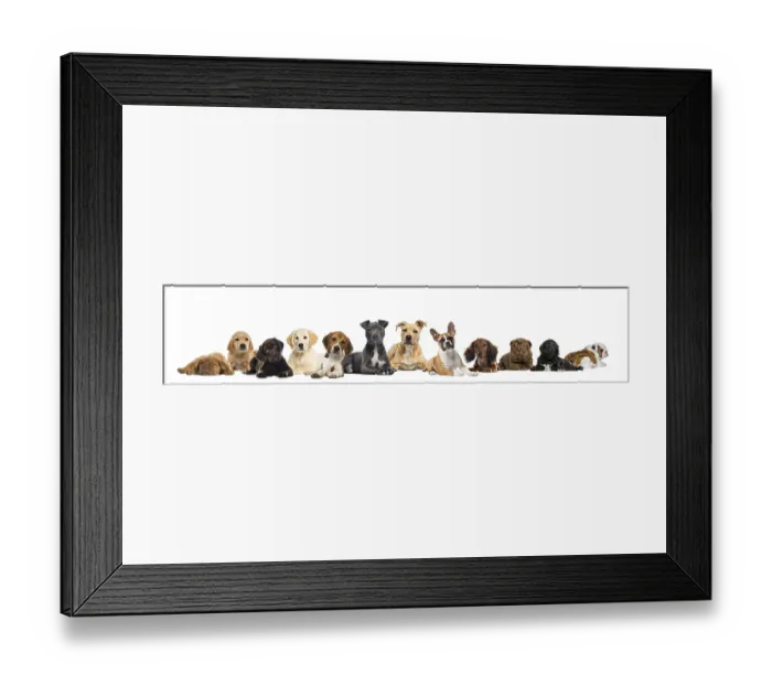 Framed Print : Large group of puppies dogs, in a row lying down and facing at the camera