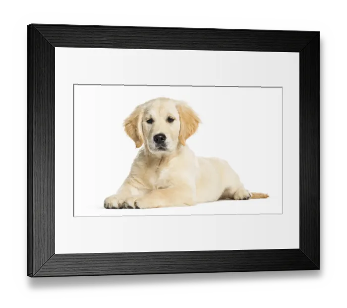 Framed Print : Golden Retriever, 3 months old