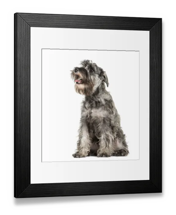 Framed Print : Miniature Schnauzer sitting in front of white background