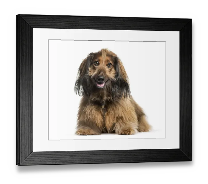 Framed Print : Dachshund, Sausage dog lying in front of white background