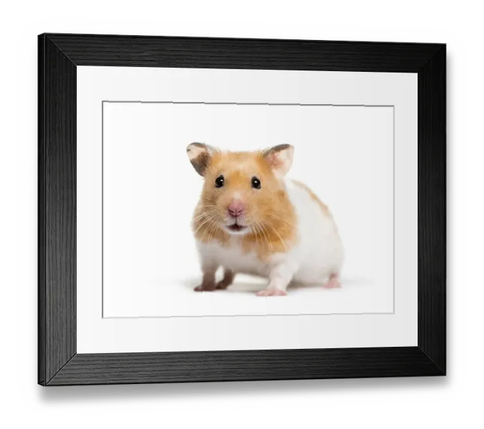 Framed Print : Golden Hamster in front of white background Framed Print : Golden Hamster in front of white background