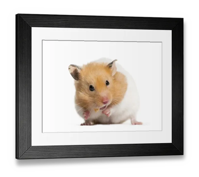 Framed Print : Golden Hamster feeding in front of white background