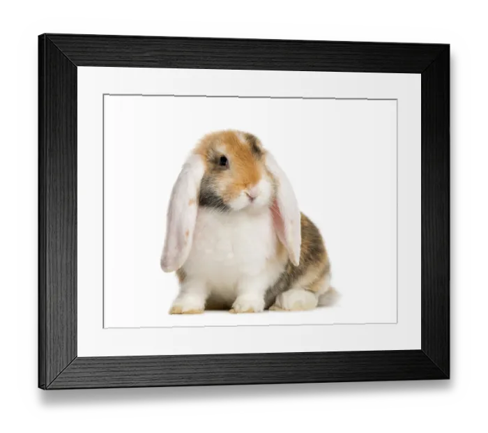Framed Print : French Lop rabbit in front of white background Framed Print : French Lop rabbit in front of white background