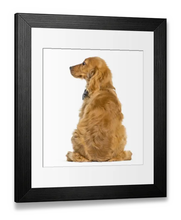Framed Print : English Cocker Spaniel sitting in front of white background Framed Print : English Cocker Spaniel sitting in front of white background