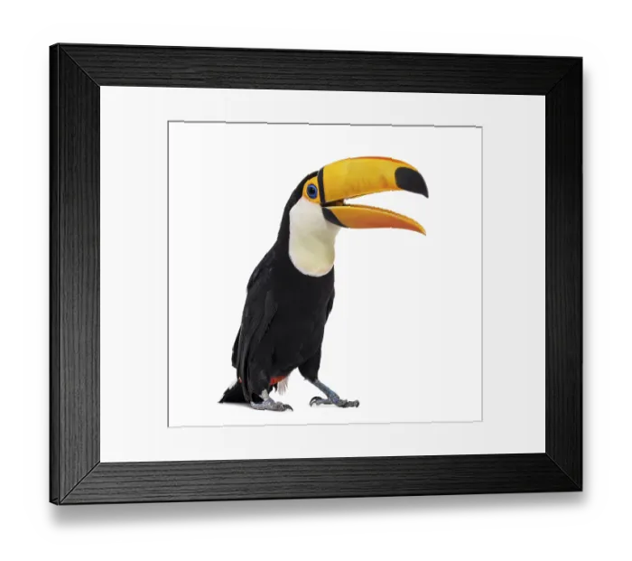 Framed Print : Toucan toco beak open, Ramphastos toco