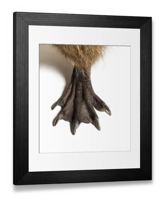 Framed Print : Close-up of the webbed feet of a Nutria or Coypu Framed Print : Close-up of the webbed feet of a Nutria or Coypu