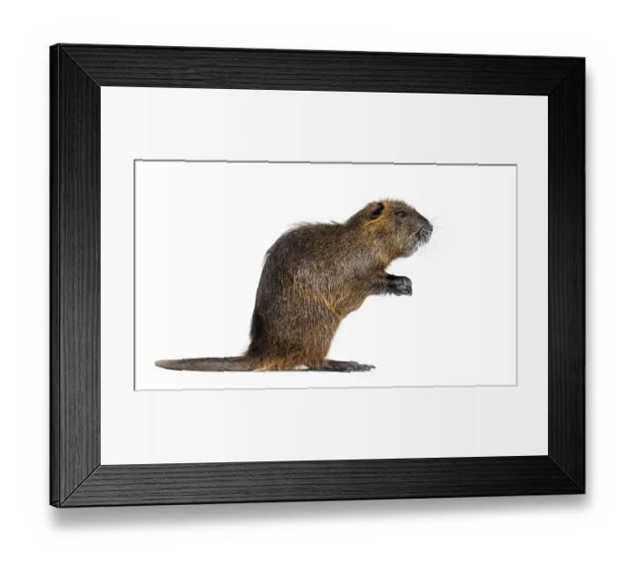 Framed Print : Side view of a Nutria or Coypu On its hind legs