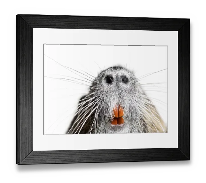 Framed Print : Details of the teeth and whiskers of a coypu