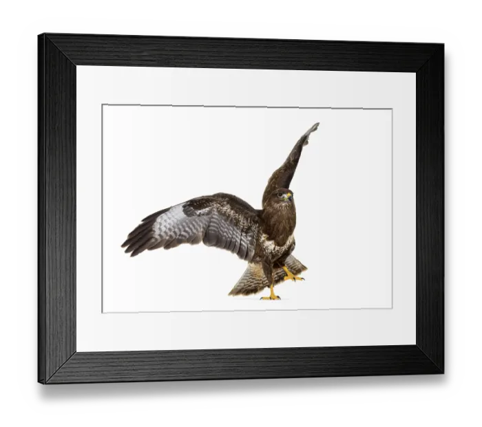 Framed Print : Common buzzard take off wings spread Framed Print : Common buzzard take off wings spread