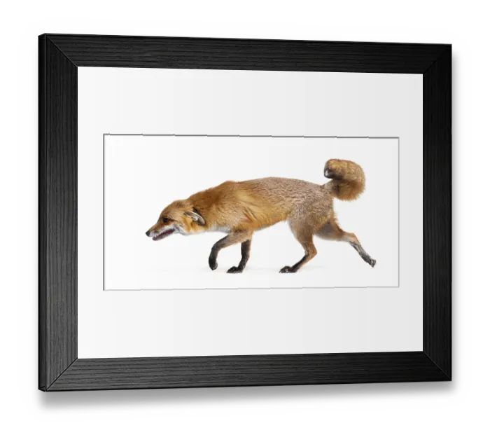 Framed Print : Side view of a Red fox looking down and walking away