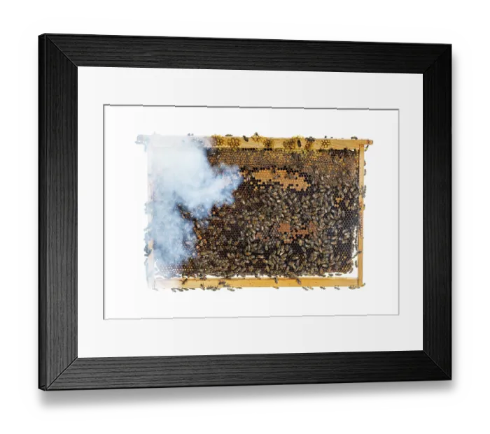 Framed Print : Many workers bees seen from above on a piece of honeycomb