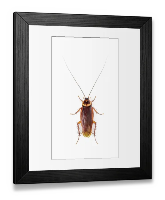 Framed Print : High view of a American cockroach Framed Print : High view of a American cockroach