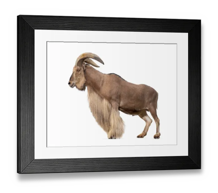 Framed Print : Barbary sheep, Ammotragus lervia