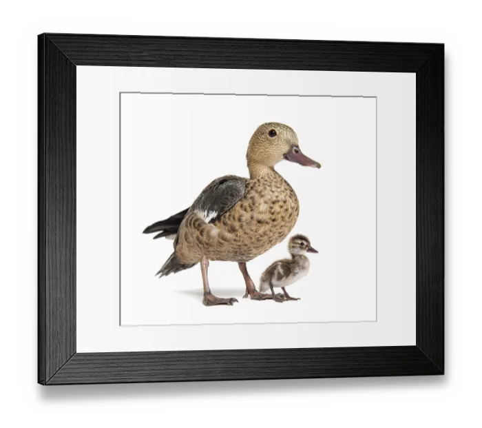 Framed Print : Young duckling of Madagascar teal duck