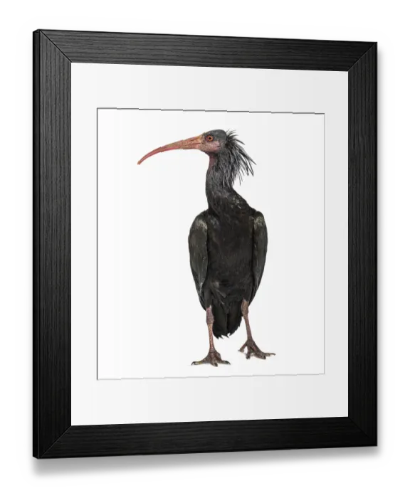 Framed Print : Northern Bald Ibis, Geronticus eremita Framed Print : Northern Bald Ibis, Geronticus eremita
