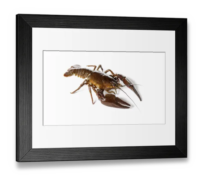 Framed Print : European crayfish or Broad-fingered crayfish