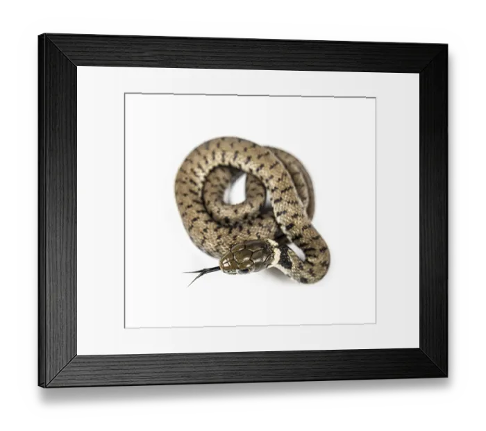 Framed Print : Grass snake sniffing tongue out Framed Print : Grass snake sniffing tongue out