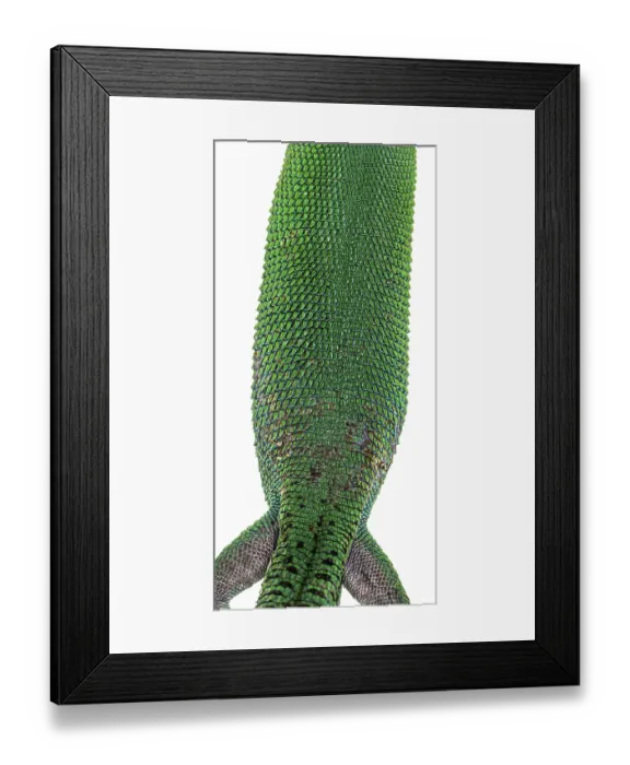 Framed Print : Green keel-bellied lizard, Gastropholis prasina Framed Print : Green keel-bellied lizard, Gastropholis prasina