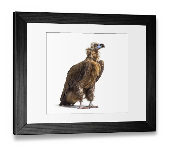 Framed Print : Eurasian black vulture, Aegypius monachus