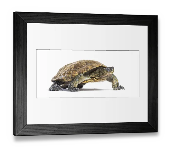 Framed Print : Walking Spanish pond turtle, Mauremys leprosa