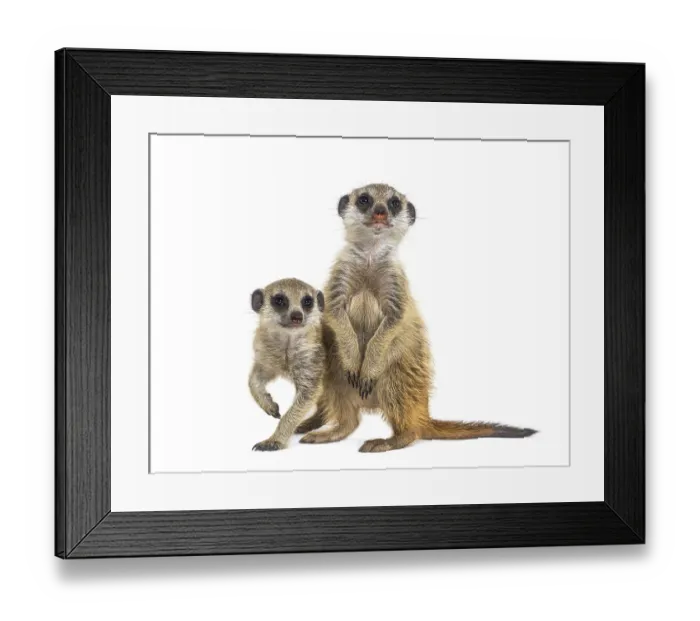 Framed Print : Two Suricates, Suricata suricatta Framed Print : Two Suricates, Suricata suricatta