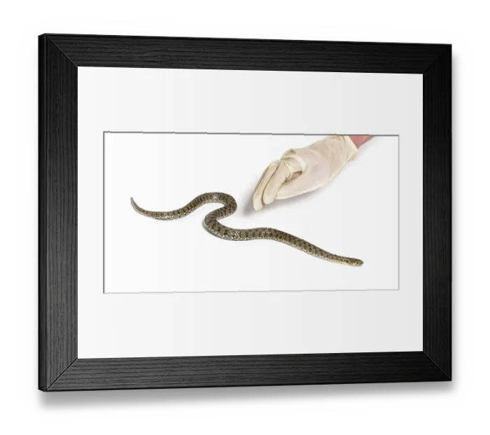 Framed Print : Gloved Human hand catching a viperine water snake Framed Print : Gloved Human hand catching a viperine water snake