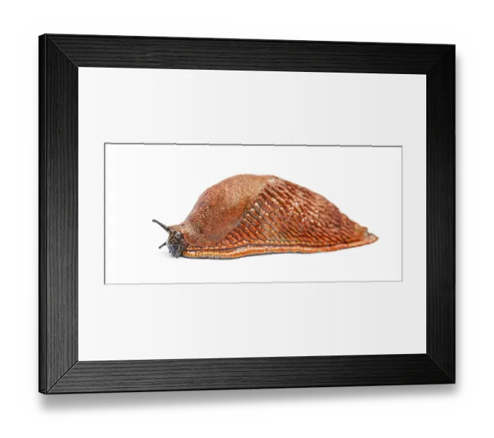 Framed Print : Side view on a orange red slug