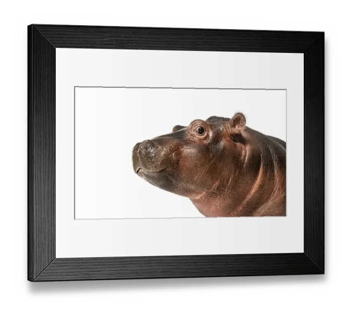 Framed Print : Close-up of a Young Hippo head Framed Print : Close-up of a Young Hippo head