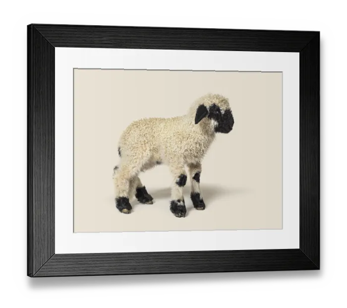 Framed Print : Profile of a lovely Lamb Valais Blacknose sheep three weeks old