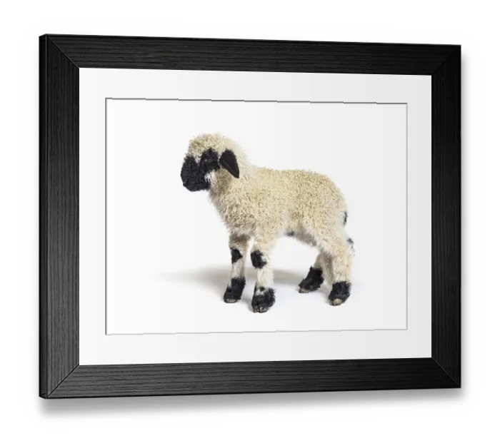 Framed Print : Profile of a lovely Lamb Valais Blacknose sheep three weeks old