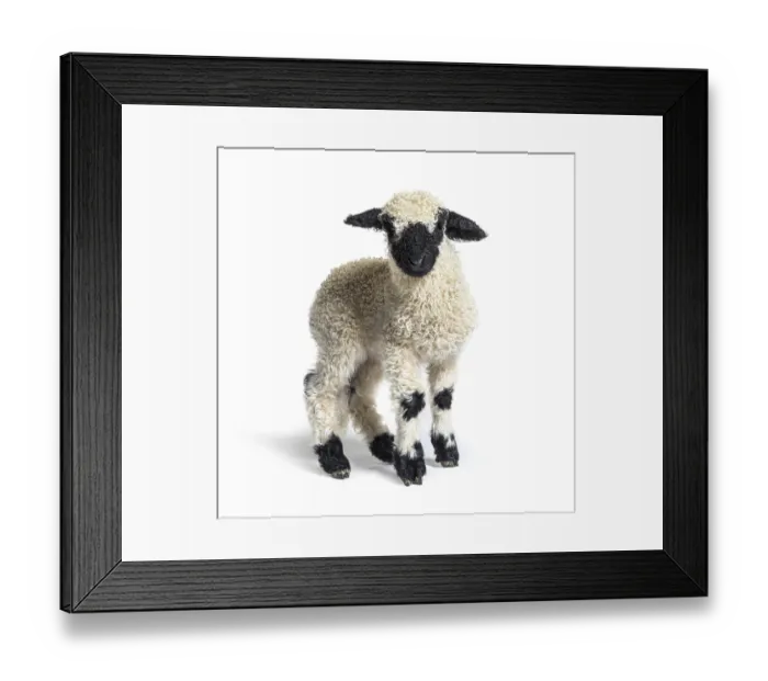 Framed Print : Valais Blacknose Lamb standing in front Framed Print : Valais Blacknose Lamb standing in front